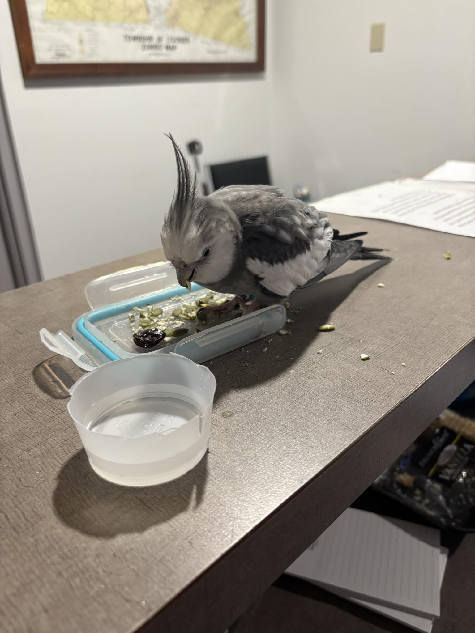 Ligonier - Ligonier Valley PD currently has a very messy dinner guest ...