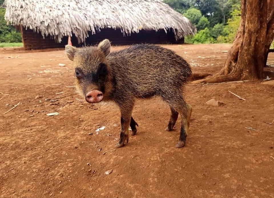 Guarani reko
