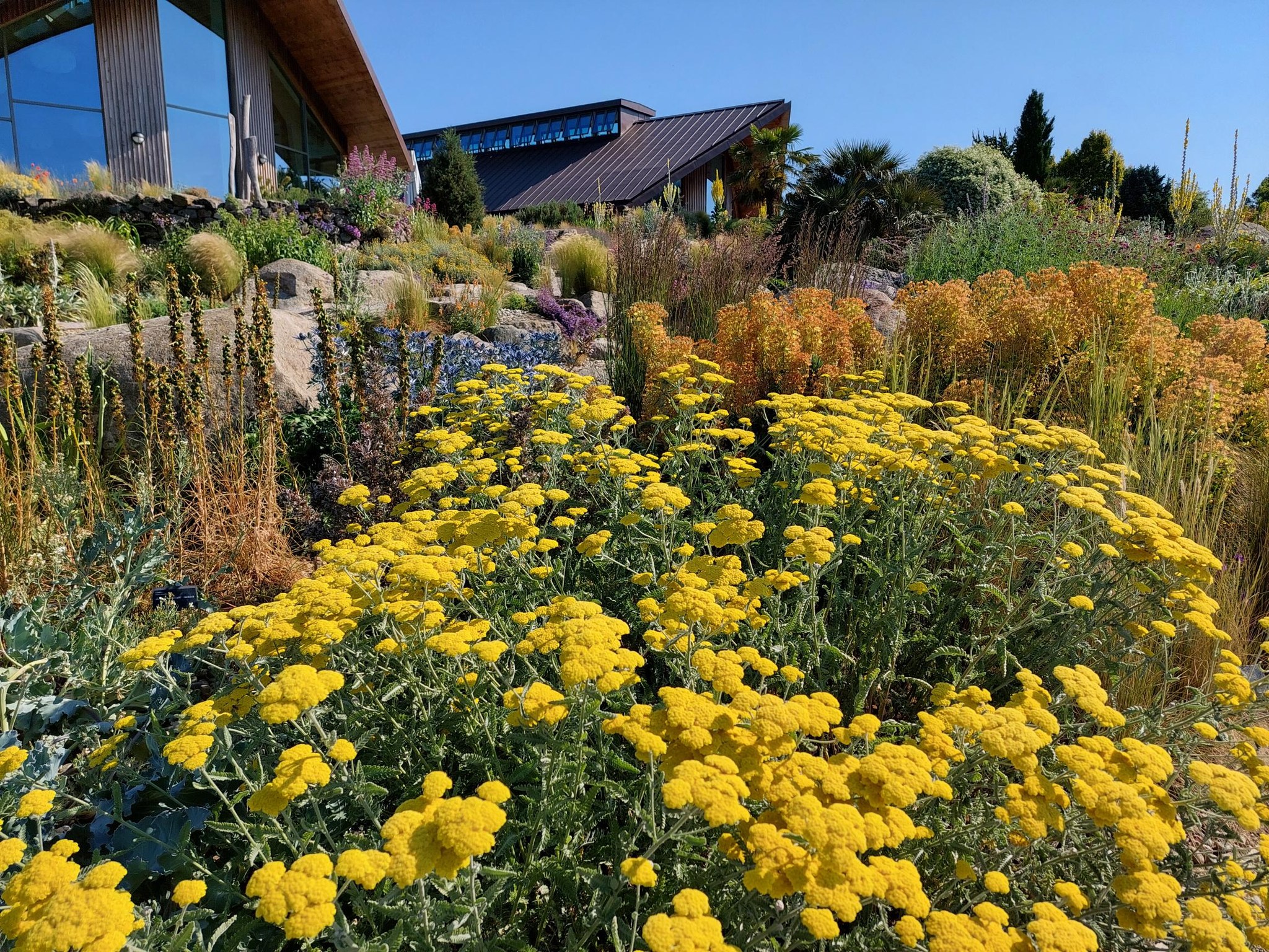 Hello, yellow! A bright haze of... - RHS Garden Hyde Hall | Facebook