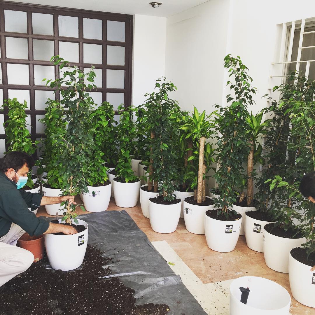 Planters Company | Riyadh