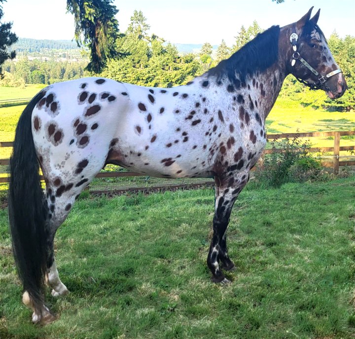 Blue Moon Walking Horses | Sherwood OR