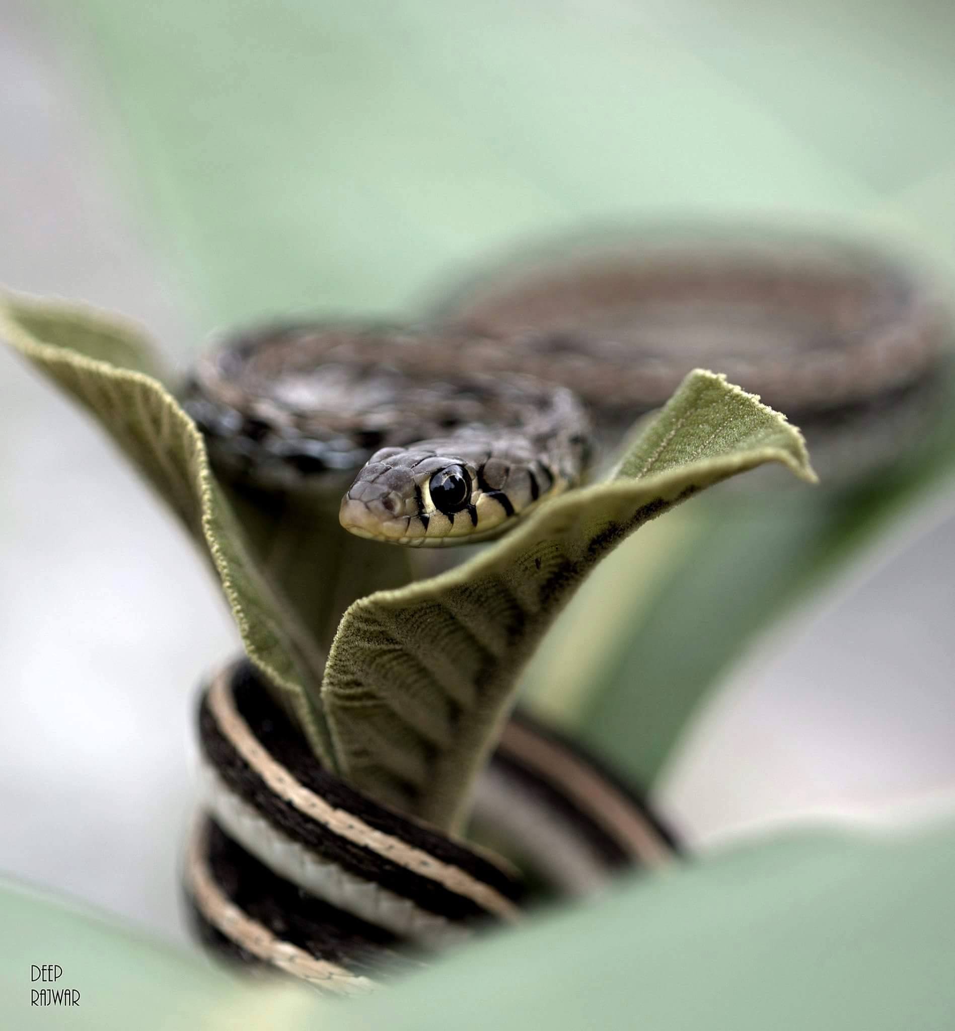 Exotic - Buff- Striped Keelback Snake - at Corbett Outskirts. By - Deep ...