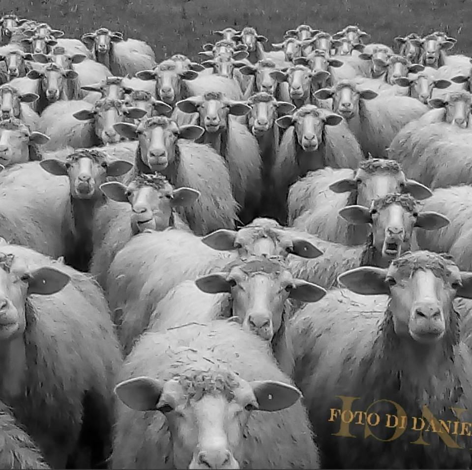 Passione Etrusca | Buonasera chiedo consiglio al gruppo | Facebook
