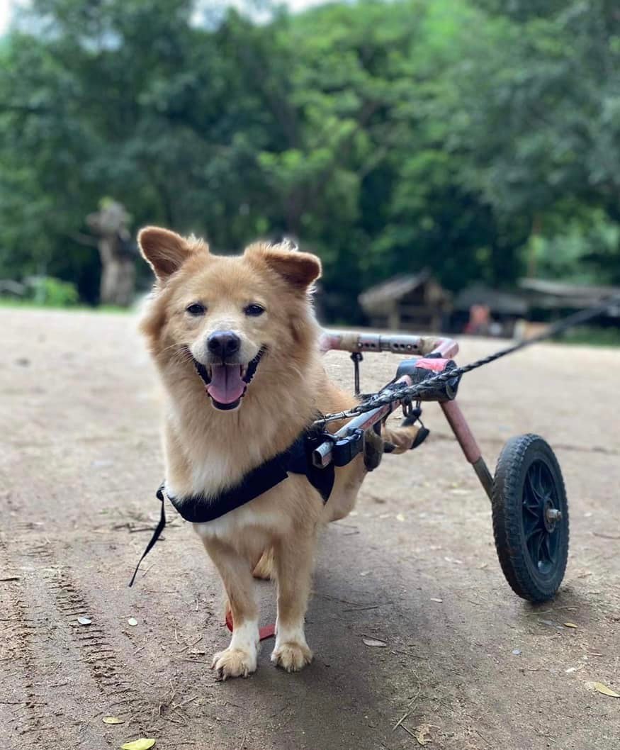 Our disabled dogs confidently cruise down a dirt road in wheelchairs ...