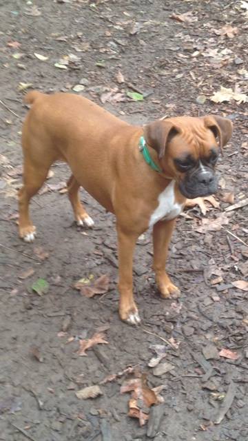 Grandview Ridge Boxers | Winfield WV