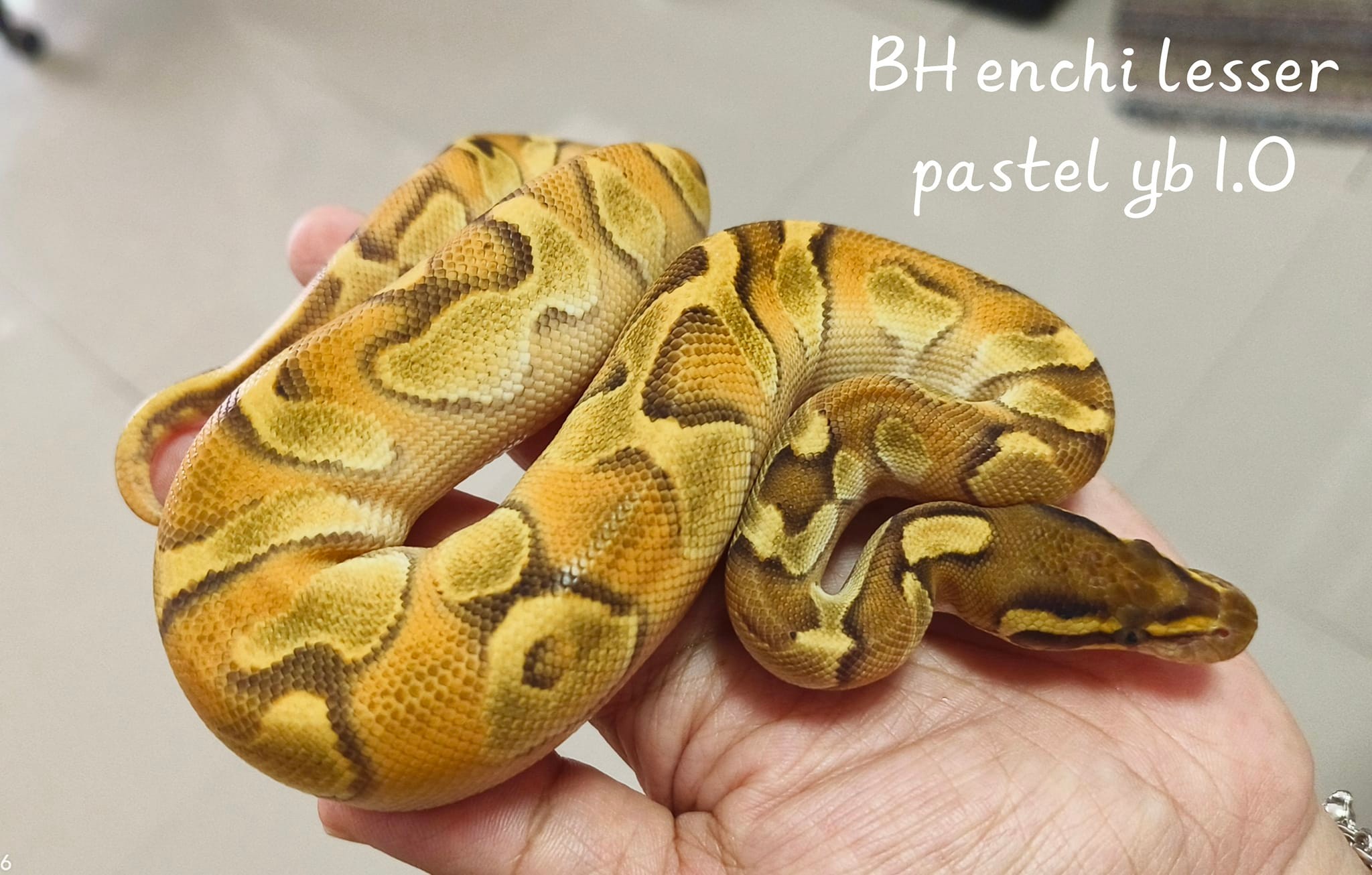 Snake Gentleman - 📣🐍 อัพเดทล่าสุดนางแบบนายแบบของฟาร์ม... | Facebook