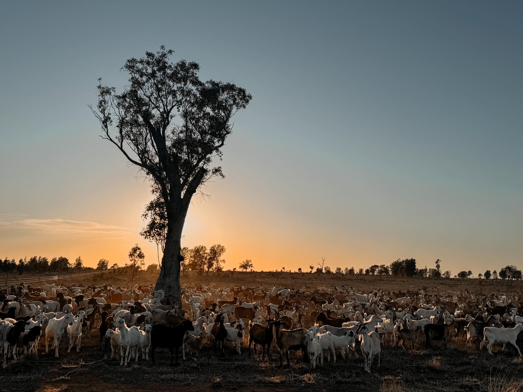Aliven Farms | Roma QLD