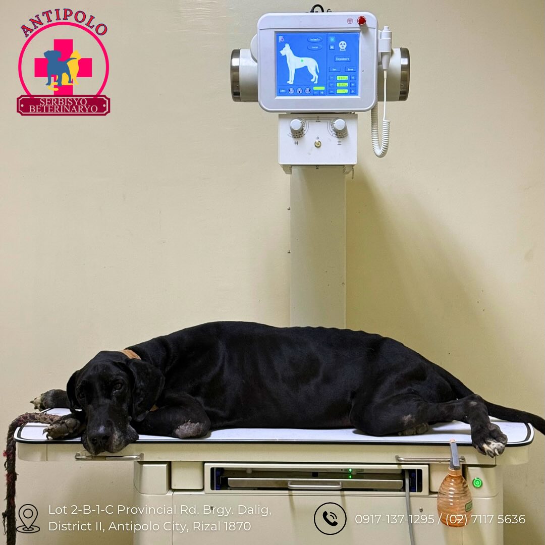 Big or small, we care for them all—24/7! ⏰ With in-house laboratory ...