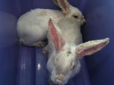 Tabos Rabbit - Scabies Atau Kudis pada Kelinci Penyakit ini lumayan ...