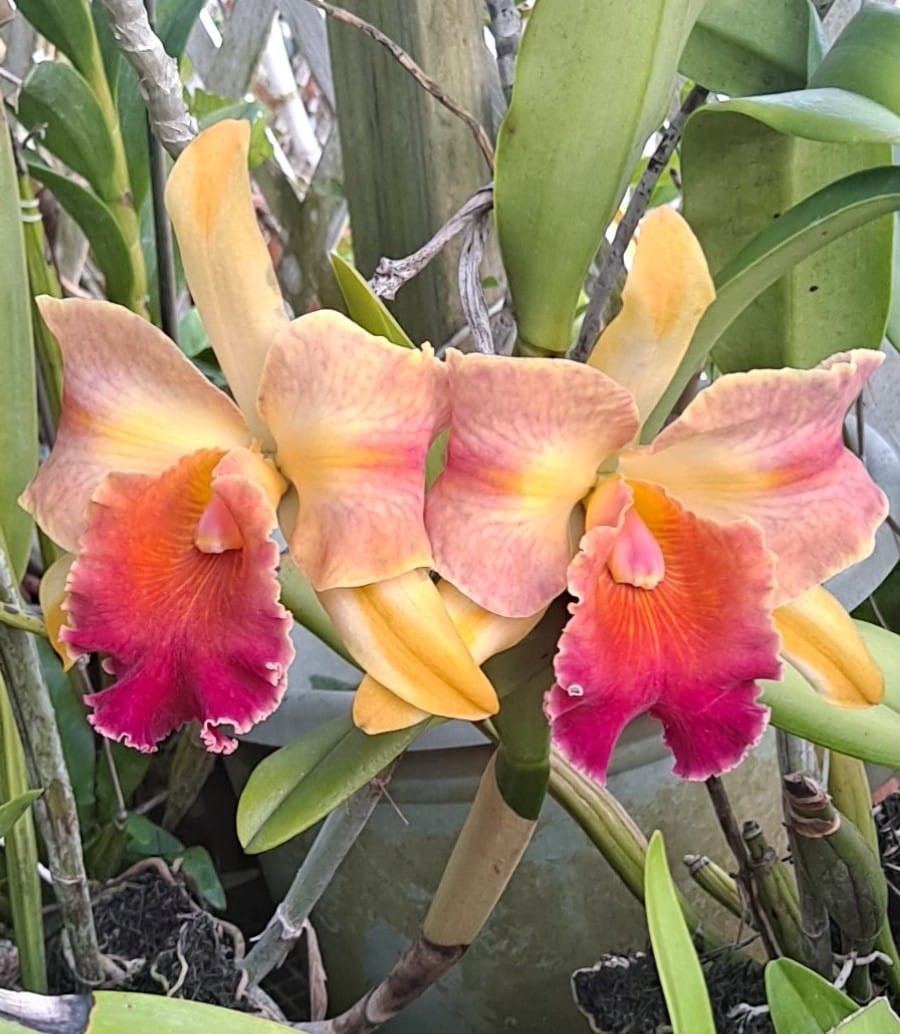 Rhyncholaeliocattleya Amazing Thailand. Doing justice to its name.