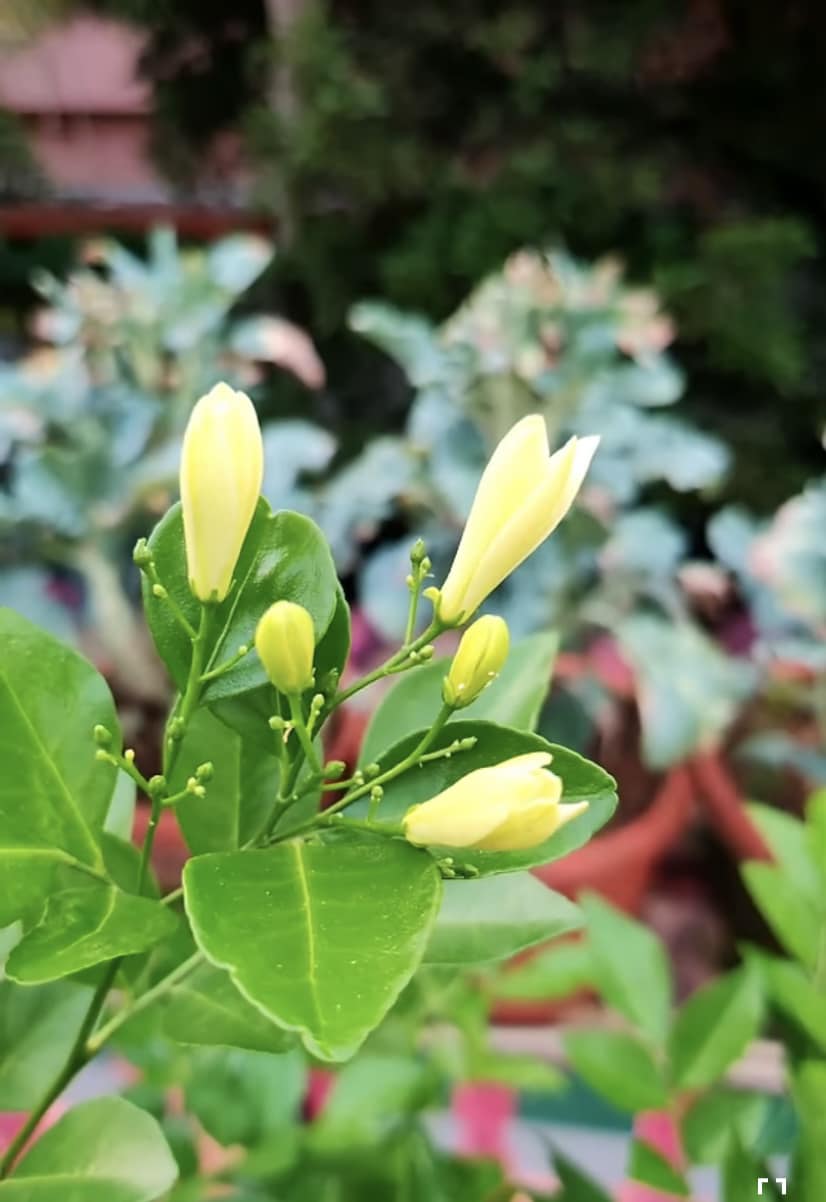 What type of jasmine is cultivated in Los Angeles, California?