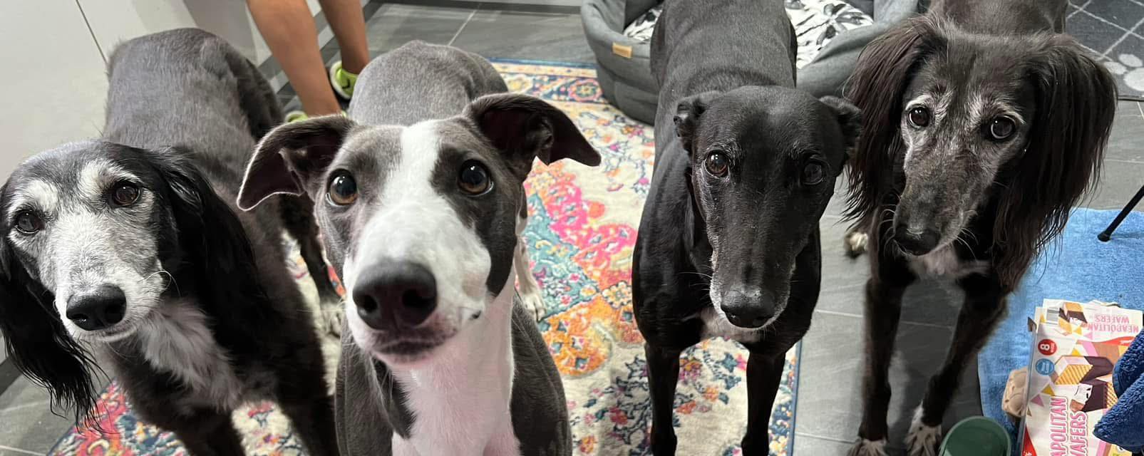 McCallum's Rescued Rascals