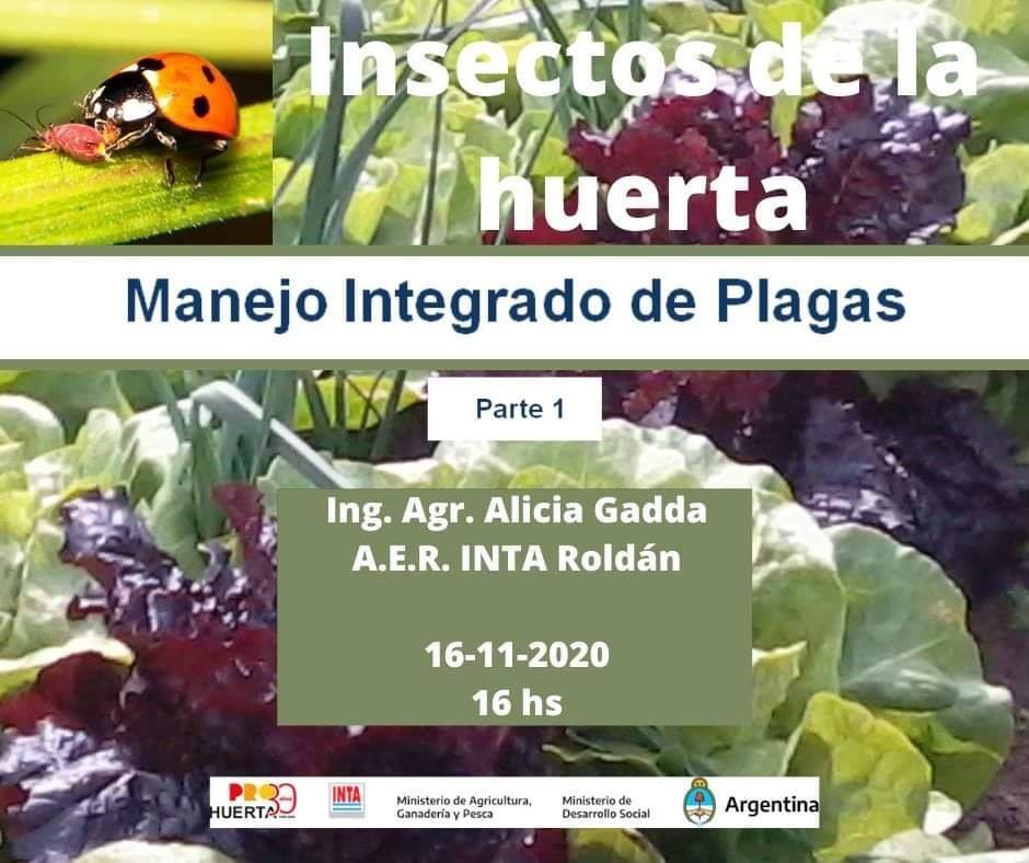 Conocer los insectos de la huerta nos ayuda a mantener más sanas las ...