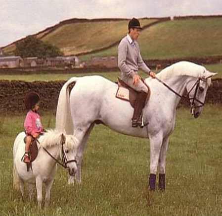 The Showjumping - John Whitaker & the great Milton riding alongside ...