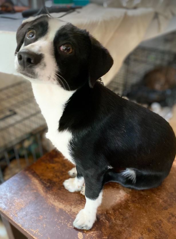 Chloe is here in RI and... - Small Dog Rescue of New England | Facebook