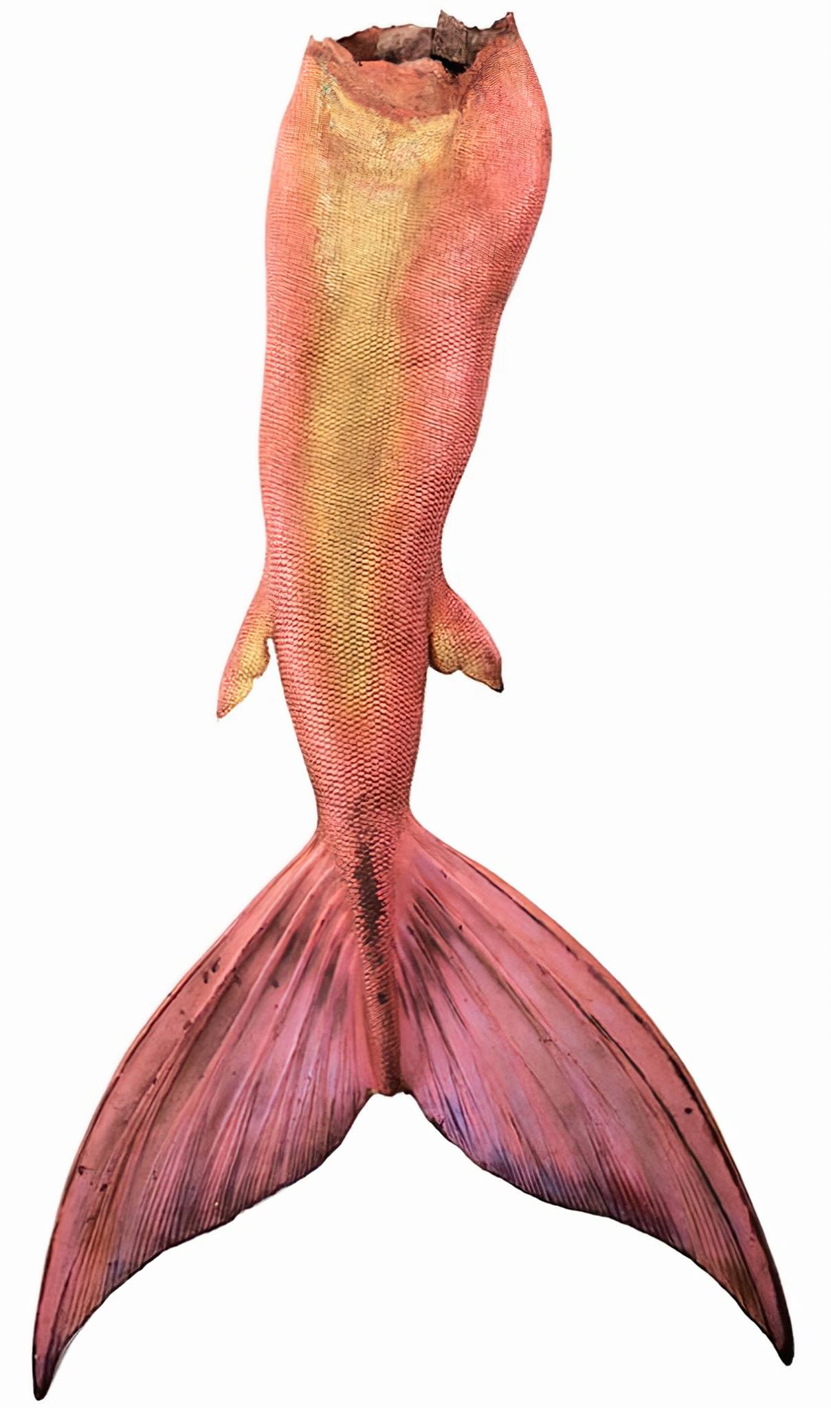Hook Movie Fan Community - Surviving mermaid tail from the filming. The ...