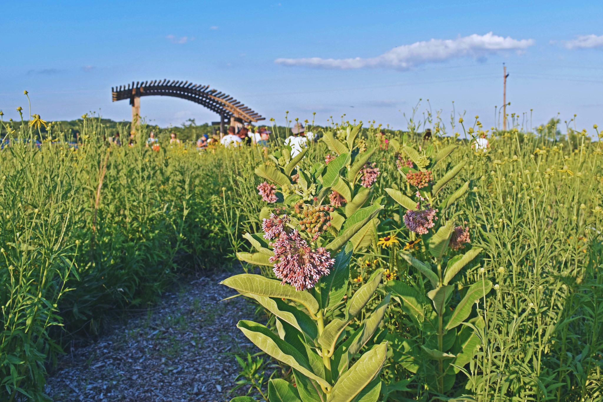 Friday Ecology Seminar: Wild Edible Plants of the Prairie—and names of ...