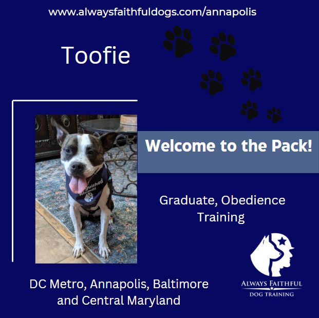 Always - Meet Toofie, a pup who underwent a remarkable transformation ...