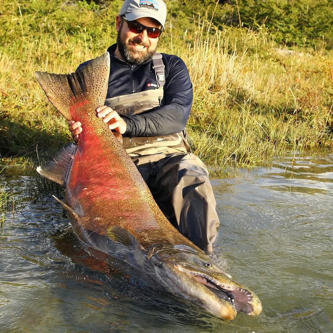 React - Giant king salmon 😲🎣 #fishing #fish #outdoors #flyfishing # ...