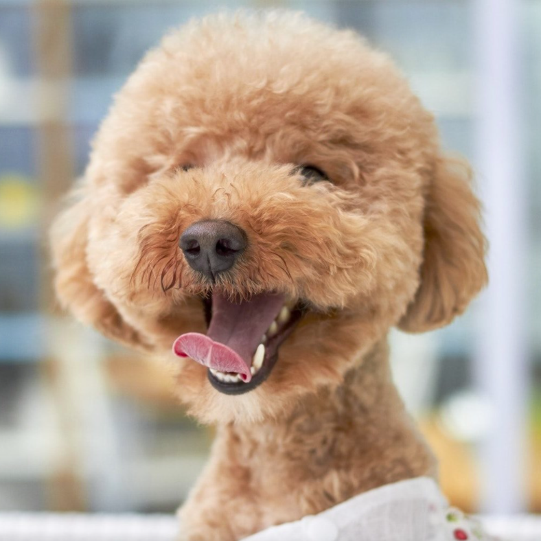 Two stores, one big mission: Finding loving homes for shelter pets! 🐾 ️ ...