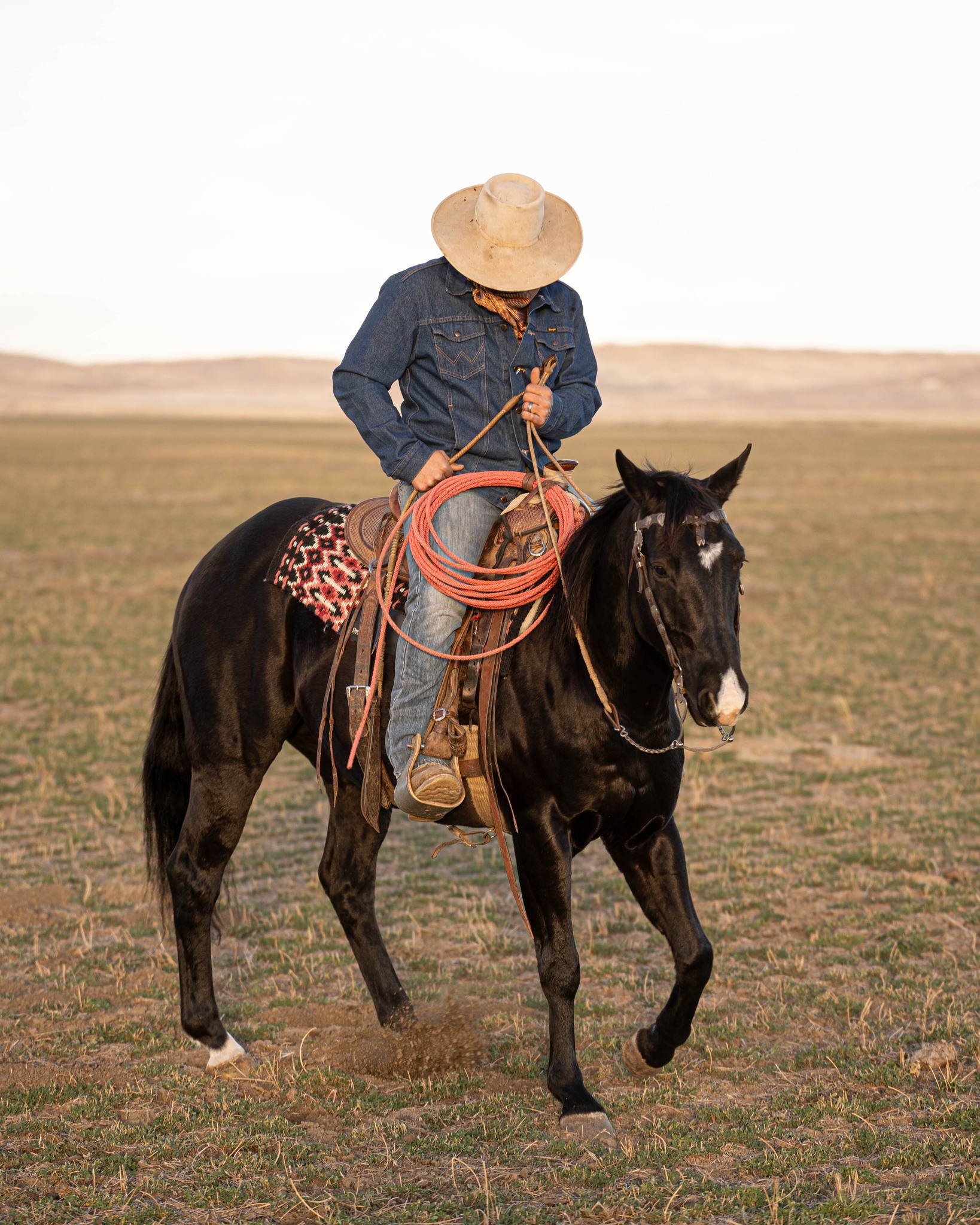 In search of a solid gelding?!... - Stovall Ranches, LLC | Facebook