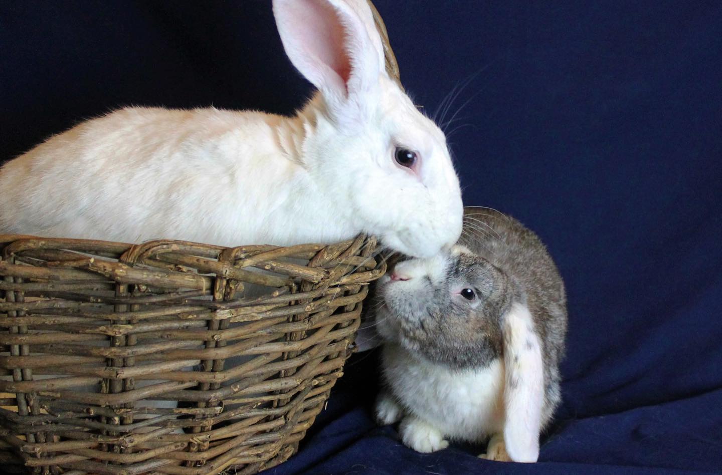 Meet our Bunnies of the... - Orlando Rabbit Care & Adoptions