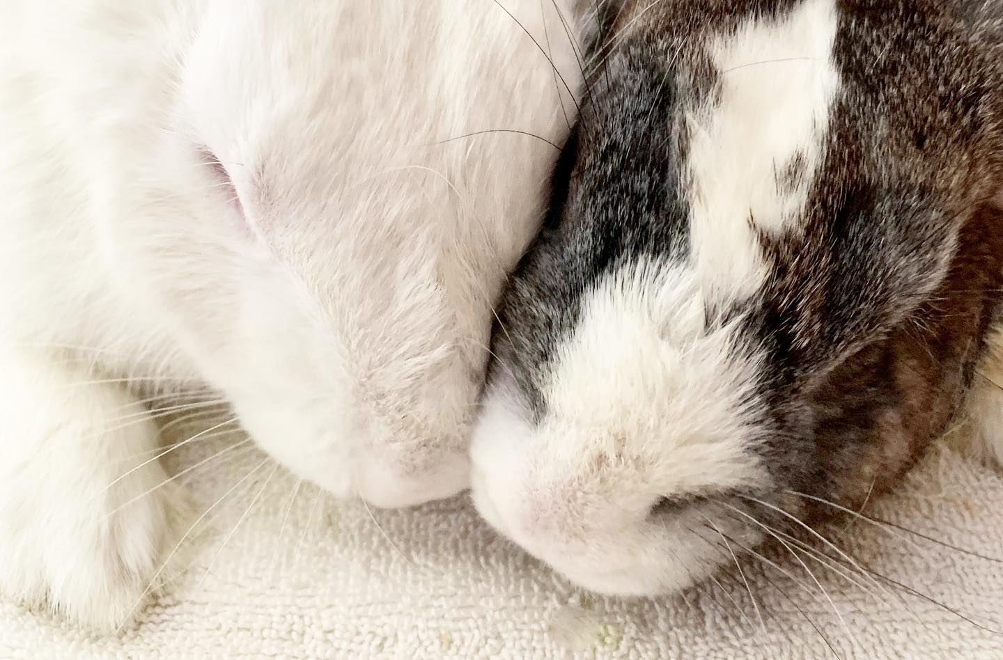 Meet our Bunnies of the... - Orlando Rabbit Care & Adoptions