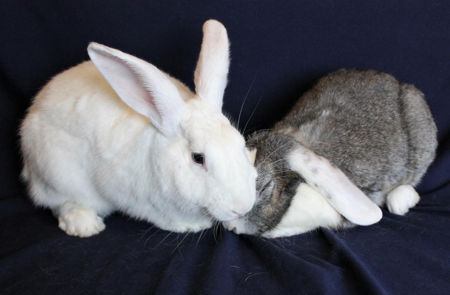 Meet our Bunnies of the... - Orlando Rabbit Care & Adoptions