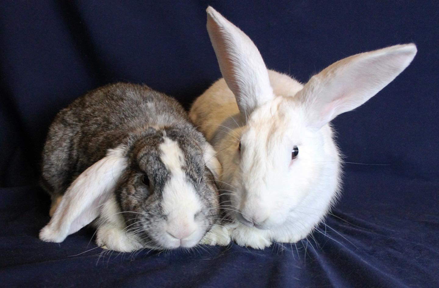 Meet our Bunnies of the... - Orlando Rabbit Care & Adoptions