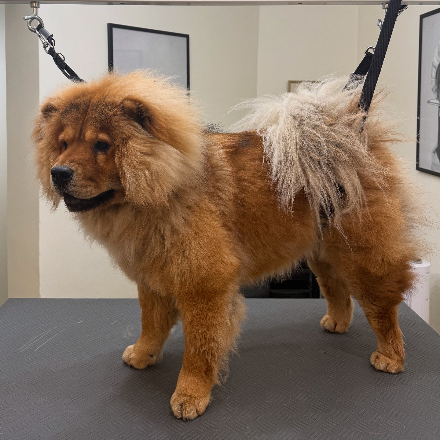 Before & After - Chow Chow - Chouchou ❤️🐶