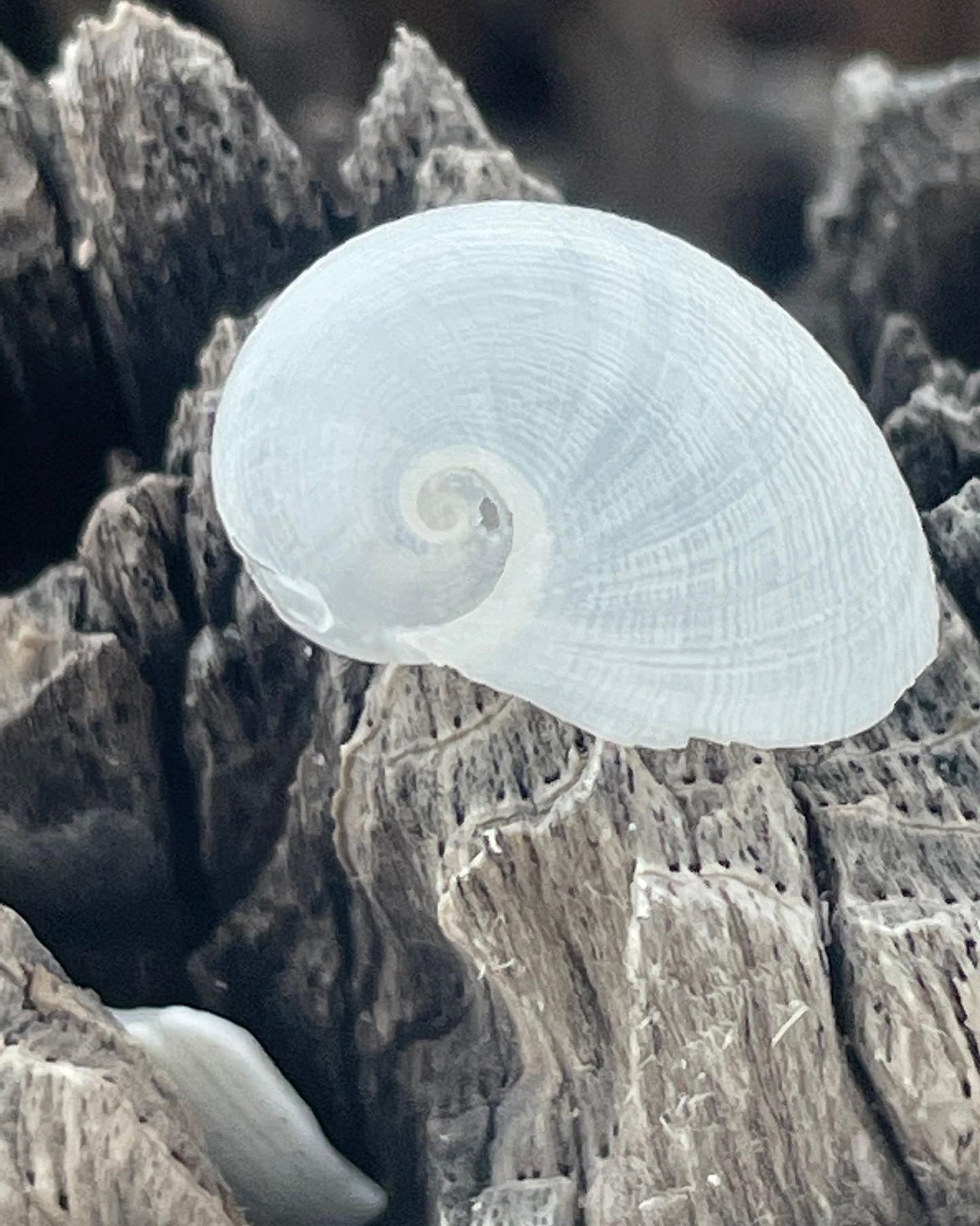 Such a beautiful fragile... - Treasure Seekers Shell Tours