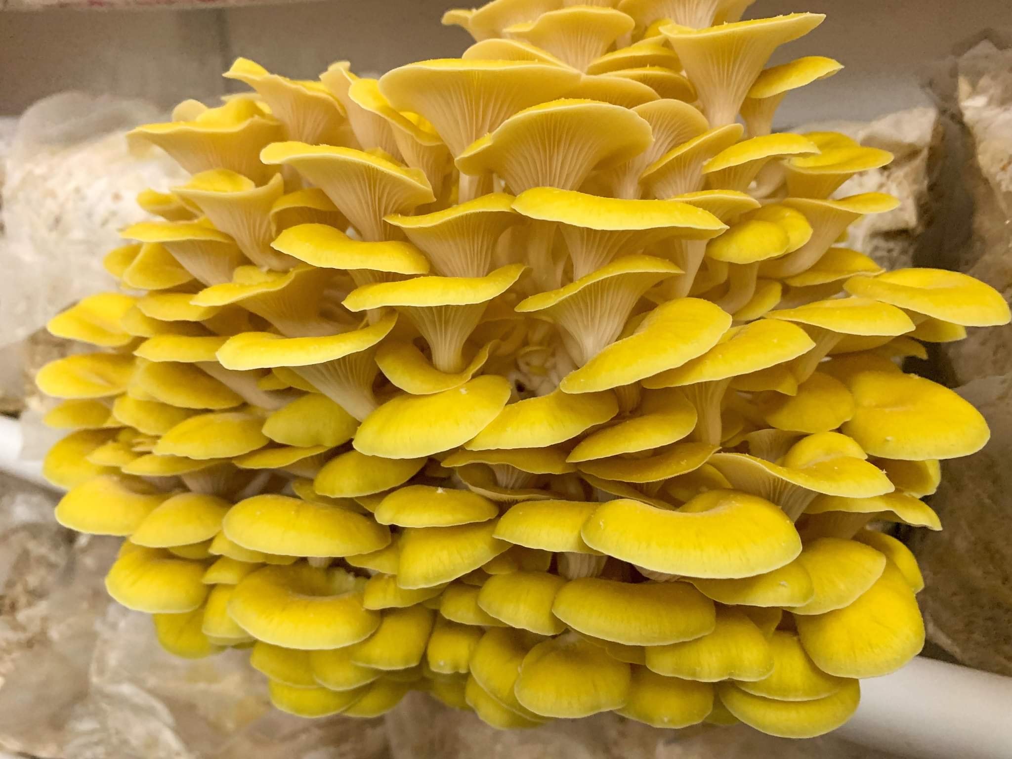 Humble Roots Mushroom... - Humble Roots Mushroom Farm LLC