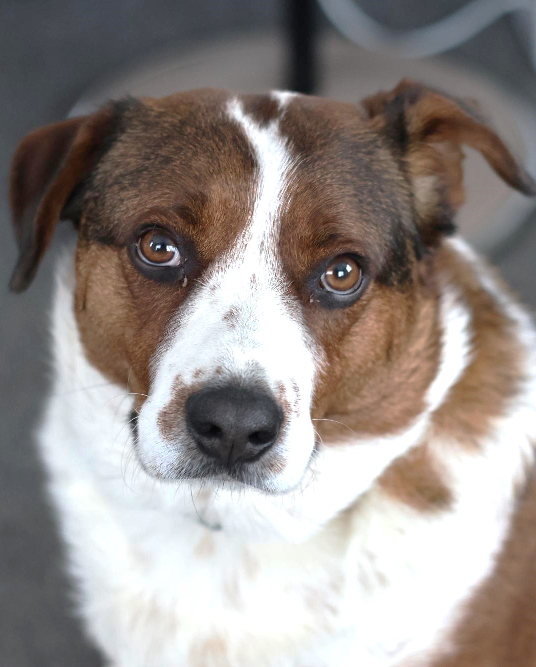 Albery Dog Rescue