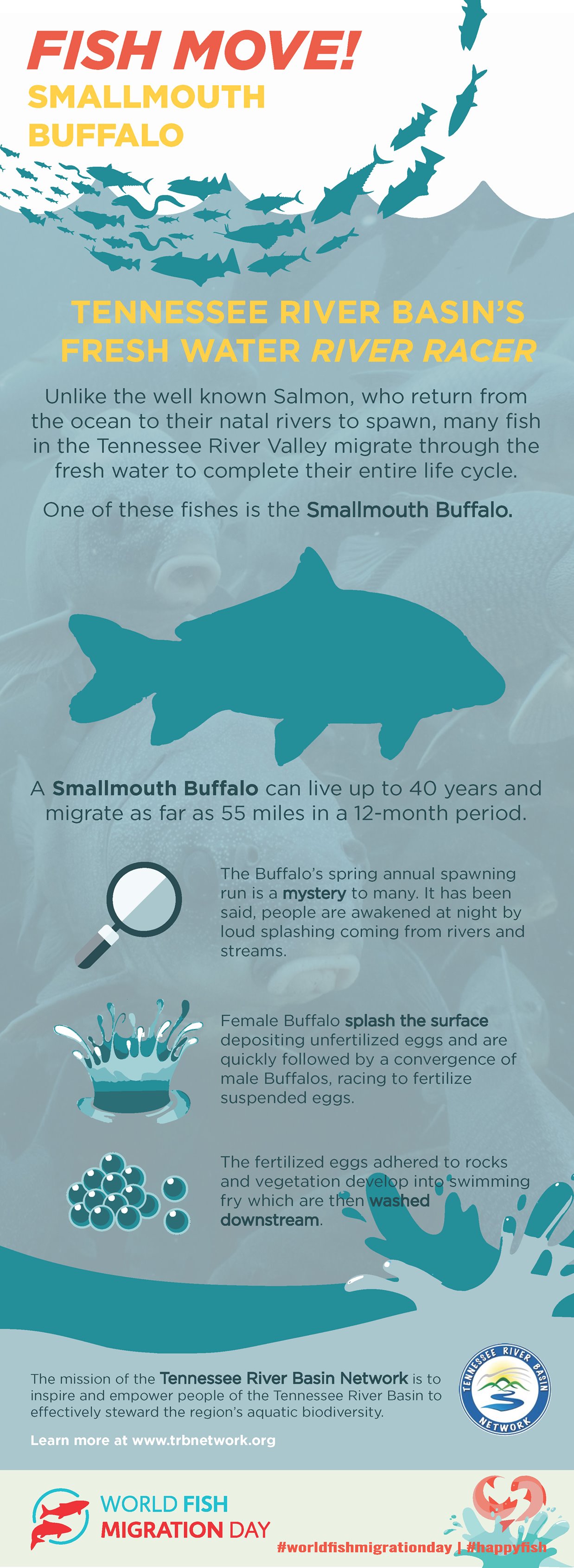 Little Tennessee Native Fish Conservation Area