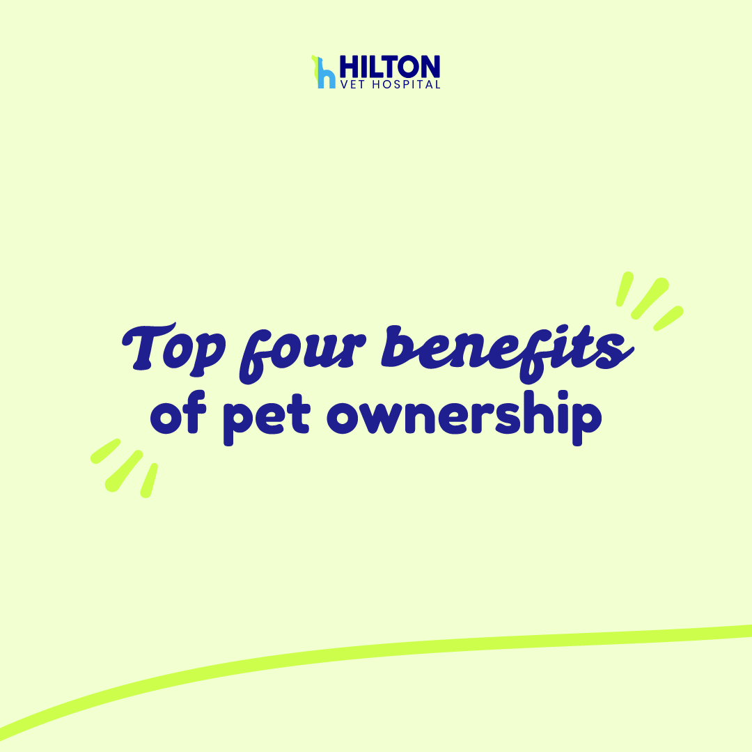 Hilton Vet Hospital Home