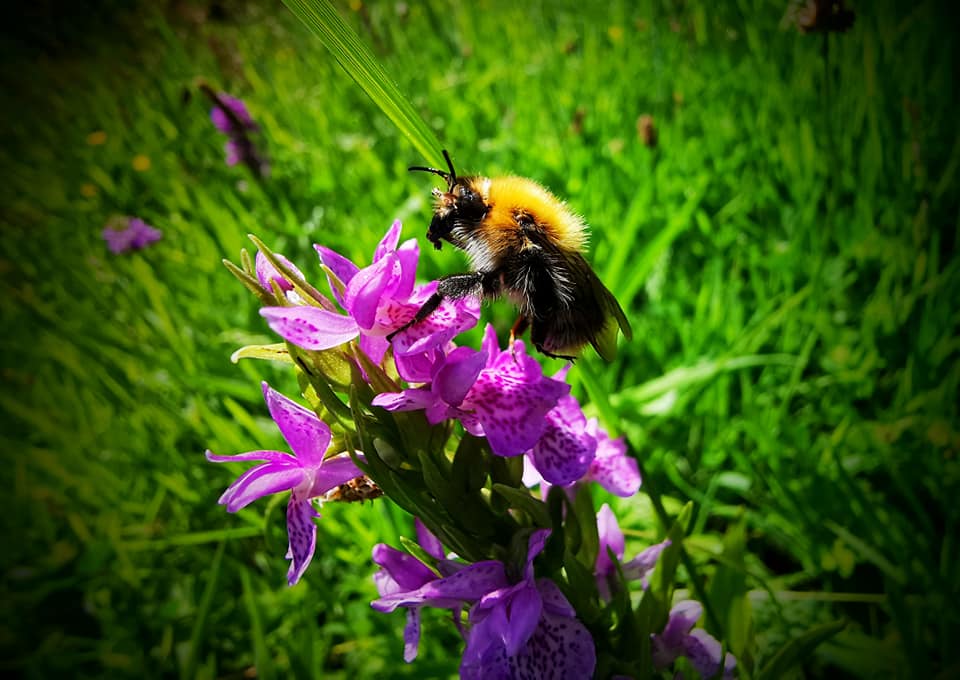 Truro's Countryside Rangers | Truro