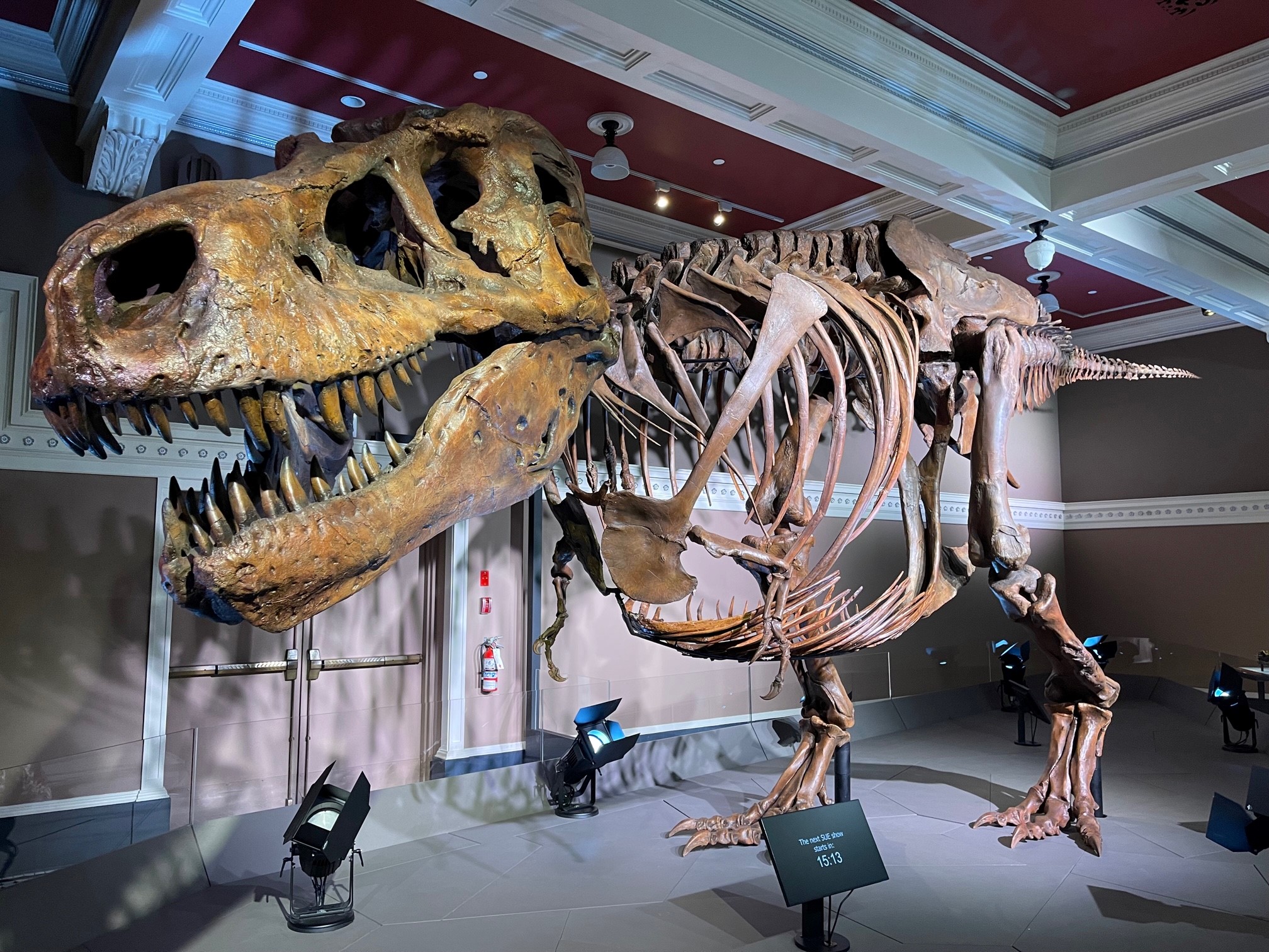 Destination - Dinos have taken over Victoria! 🦖 SUE: The T. rex is ...