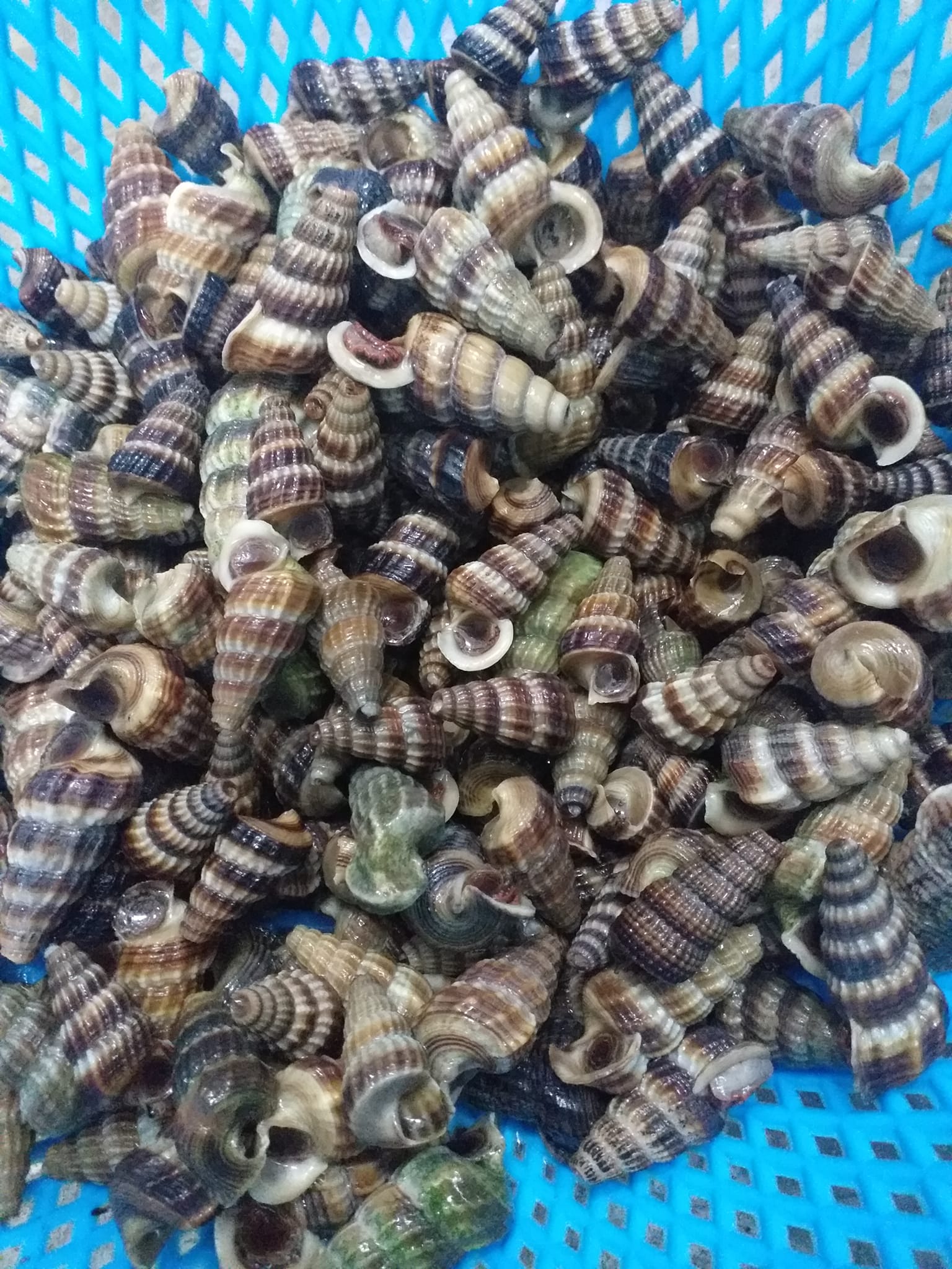Siput Sedut Putrajaya | Putrajaya