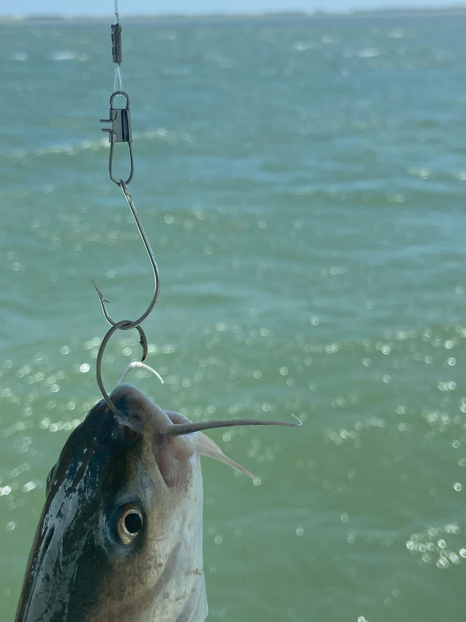 copper colored fishing lures Red Baits Snatchin' Shad Silent – Tackle Addict Style:Big sexy is a small profile Daiwa D80SB Seatbox – the real philly schmear