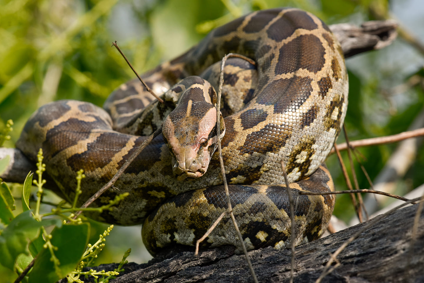 Baby Indian rock python sun bathing - Sumit Das Photos | Facebook