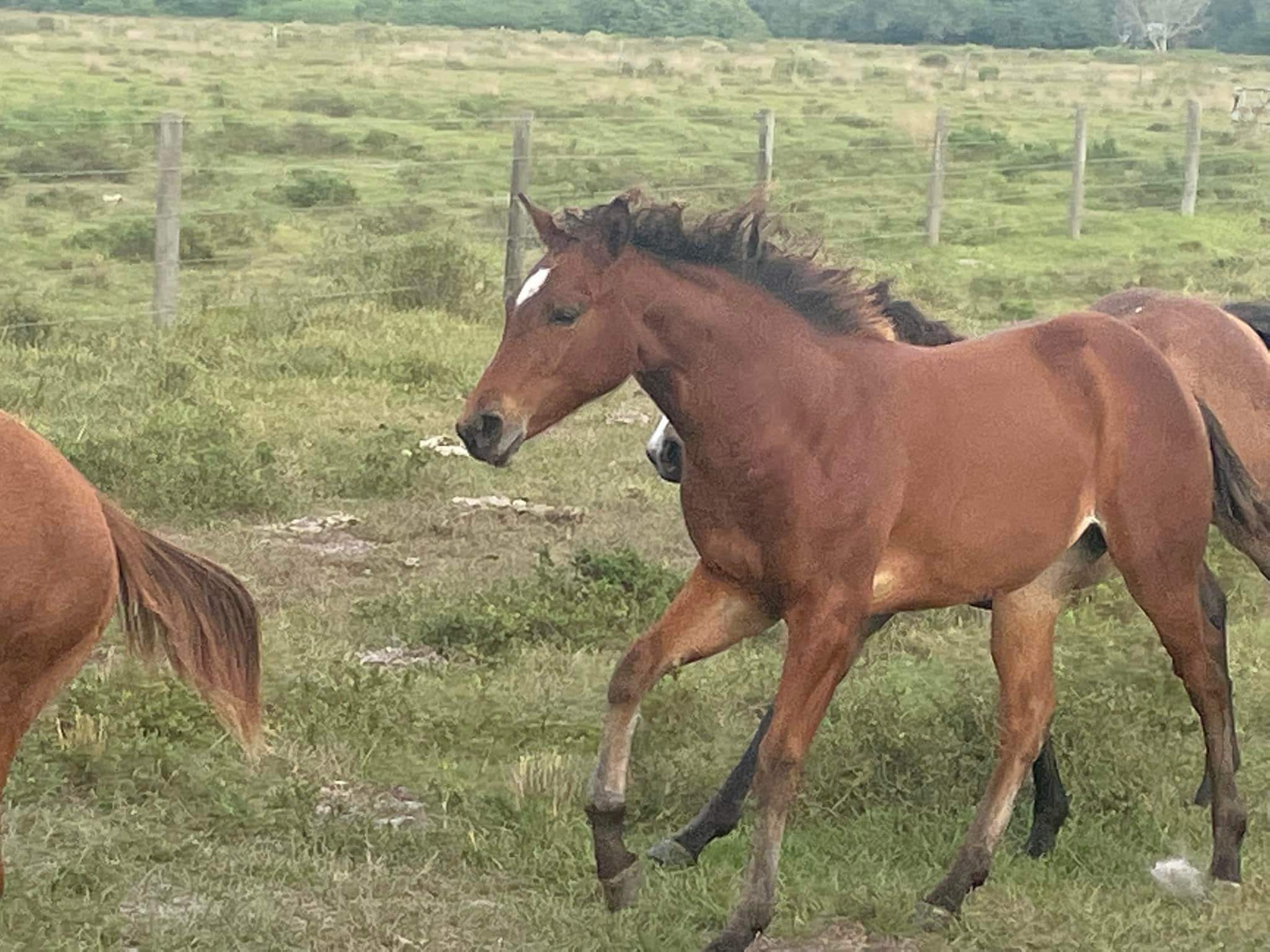 Rockin' Lazy RC Quarter Horse and Cattle Co.