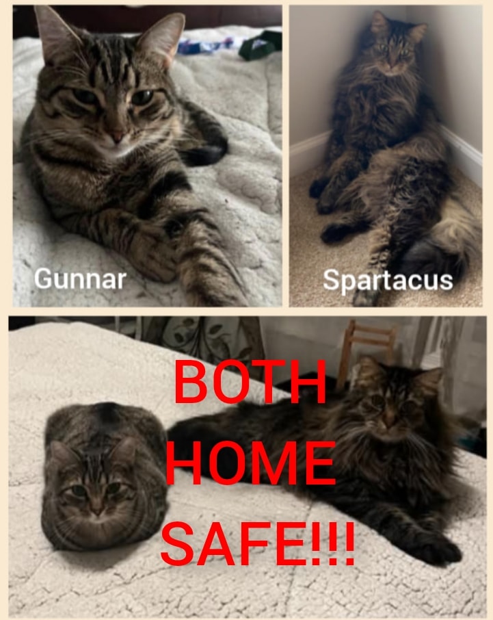 Bring - UPDATE! Gunnar is back!!! BOTH kitties are now home safe ...