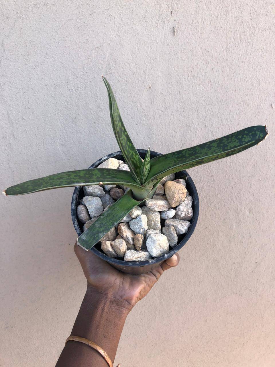 Khangela - INTELEZI. There are many kinds of plants which... | Facebook