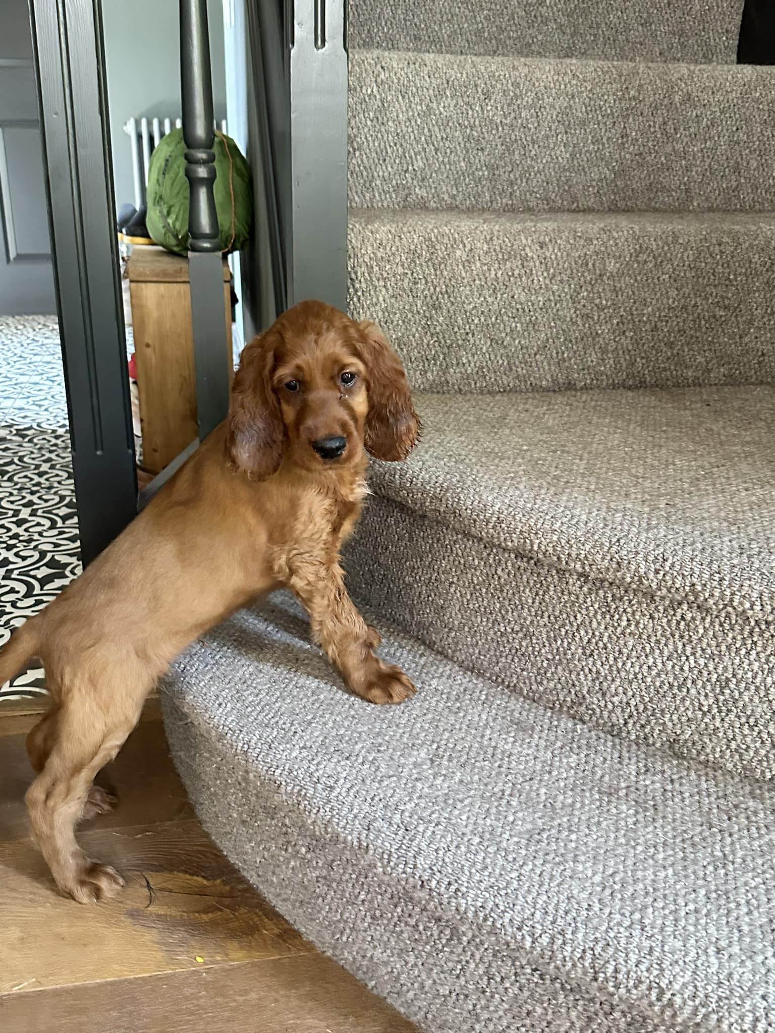 Sunday vibes 🤎🤣 - Our Hairy Hikers, Rufus and Ziggy | Facebook