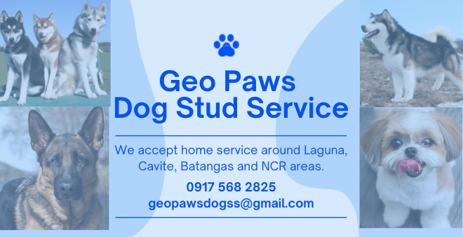 Chain Gang Stud Services added... - Chain Gang Stud Services