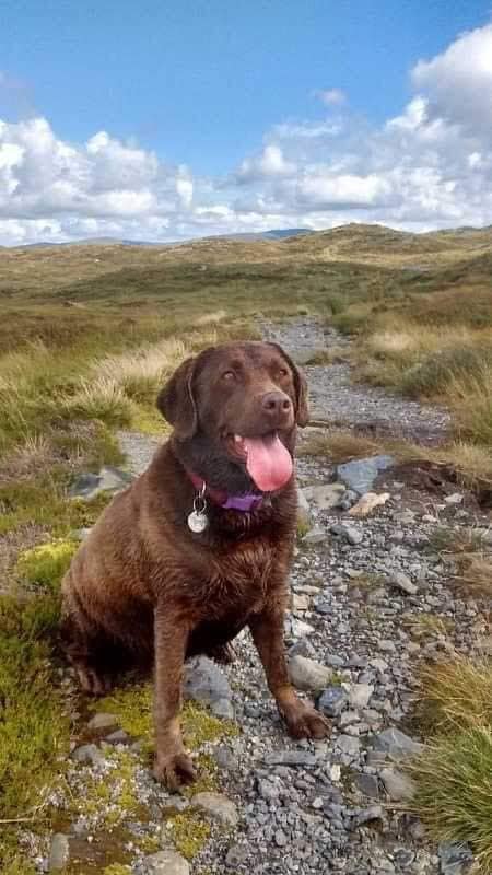 Happy birthday to... - Labrador Retriever Rescue Scotland