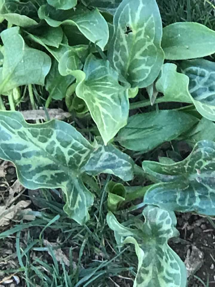 What are the green leaves popping up in my yard?