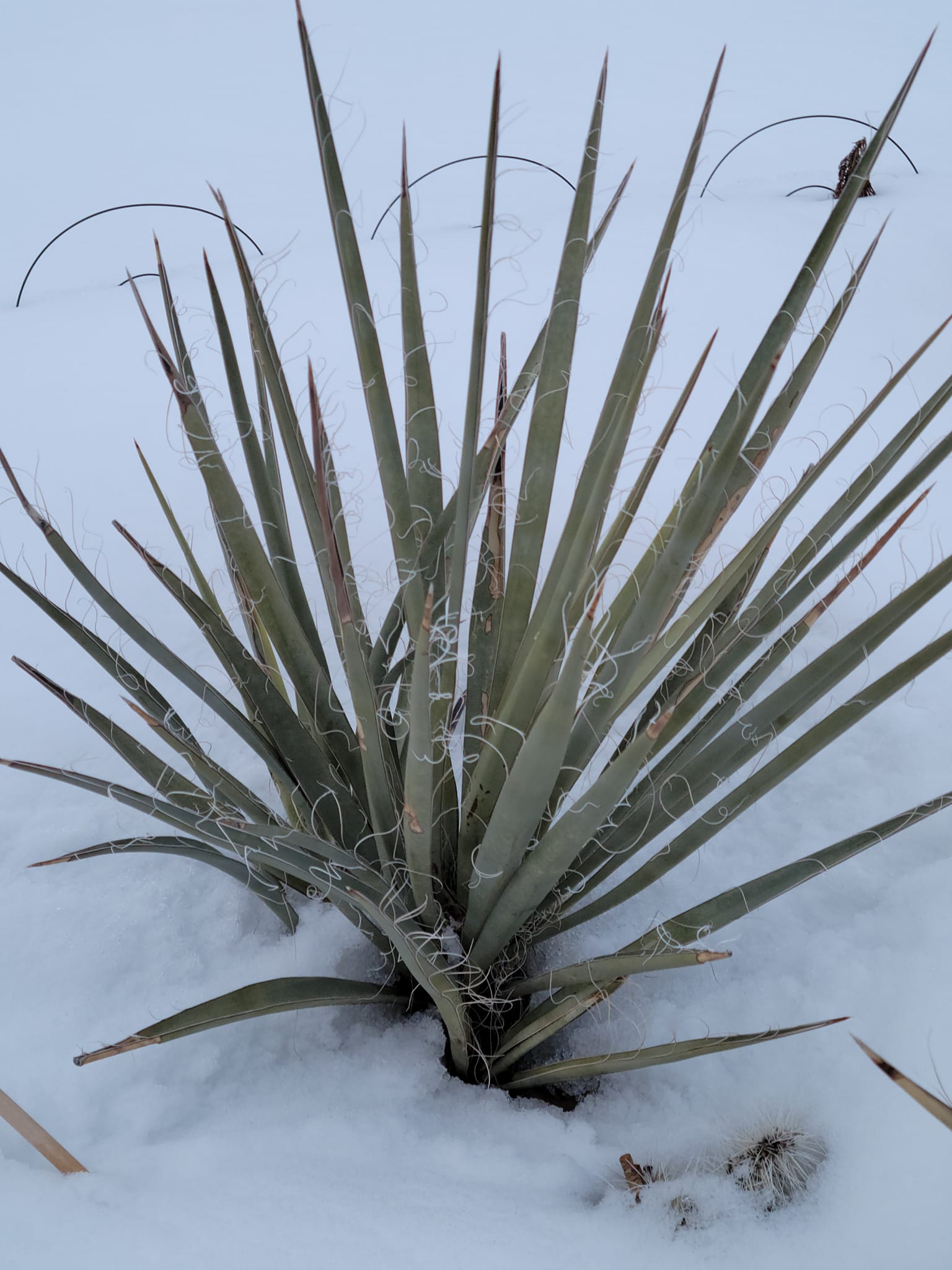 What type of yucca is this in Bayside, NY?