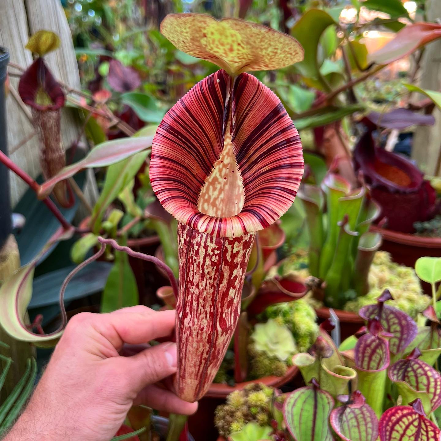 Rare Nepenthes hybrid plant from Redleaf Exotics