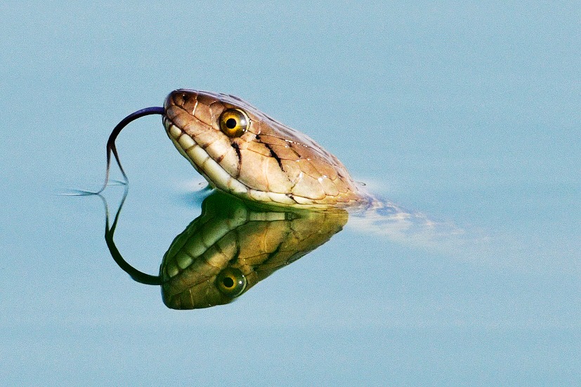 A water snake with 🐠📸 1/2500 f/6.3 iso800 Nikon z9